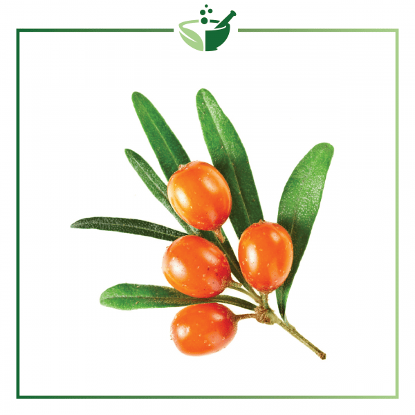 Sea Buckthorn-016